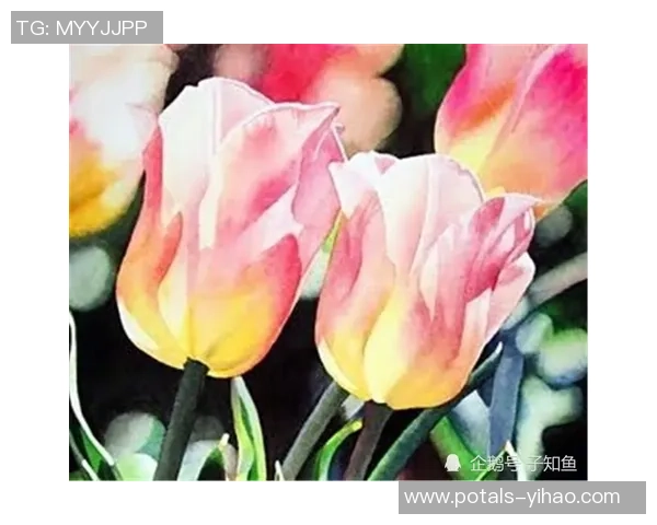 库克斯与瓦莱塔实力对比谁更强大分析与评价